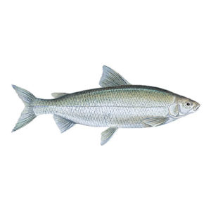 White Fish