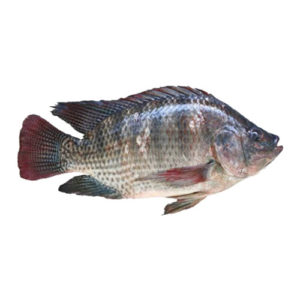 Whole Tilapia Fish