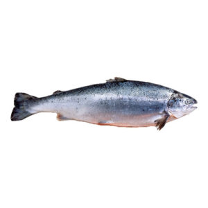 Salmon Fish